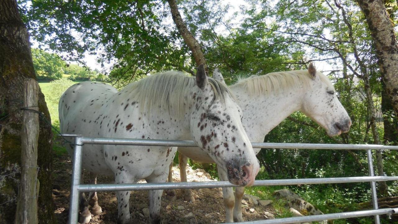 Appaloosa Villa Lormes Dış mekan fotoğraf